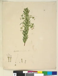 Página 31. Styphelia viridiflora
